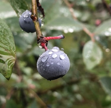 Arándanos silvestres frescos cubiertos de gotas de rocío de la mañana en una rama con hojas verdes.