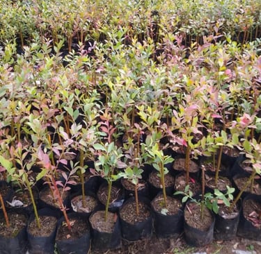 Plantas de arándanos azules jóvenes creciendo en bolsas de vivero negras en un vivero comercial.