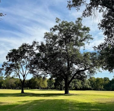 Park Like Setting with Mature Oak Trees