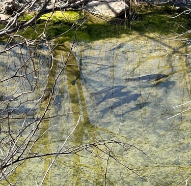 Fish in Squaw Creek at Glen Rose RV Park