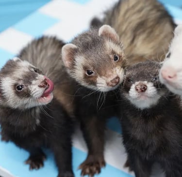 furets de compagnie en groupe à la maison dans une cage propre et entretenue