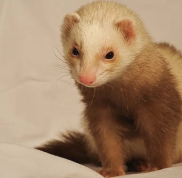 avis client furet sur la formule volière dans les Yvelines idf