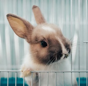 entretien et nettoyage cage moyenne et multi-niveaux