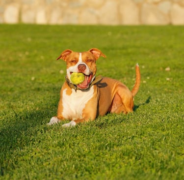 Chien heureux dans un jardin propre – service de ramassage canin LVSC