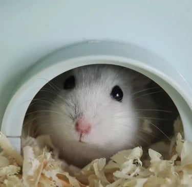 nettoyage cage et petit habitat animalier à domicile