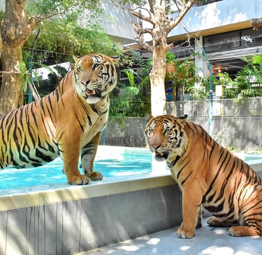 Tiger park experience in Thailand with visitors observing tigers in a controlled environment