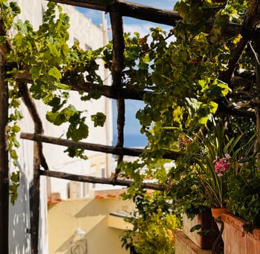 Pergola with climbing vine filtering shade on a Mediterranean terrace.