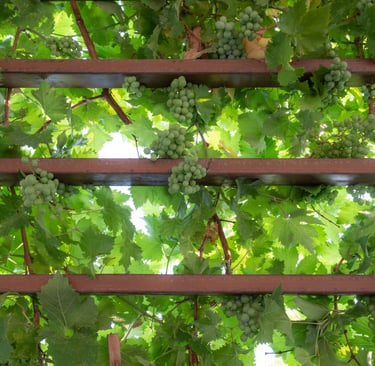 Mature climbing vine on a pergola in a French Mediterranean garden.