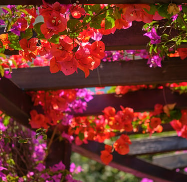 Pergola casting structural shade on a French Mediterranean terrace.