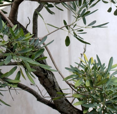Single olive tree anchoring a French Mediterranean terrace.
