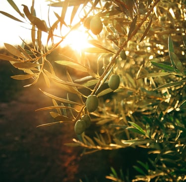 Olive tree across seasons in a French Mediterranean garden.
