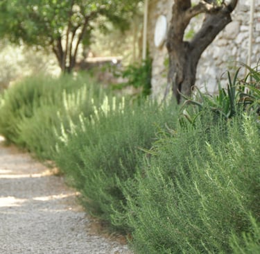 Rosemary against stone on a French Mediterranean terrace.