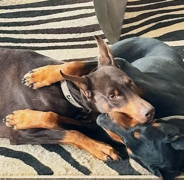 Inspiration for oil painting: Doberman dogs hugging