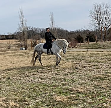 Inspiration for oil painting: Andalusian horse