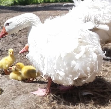Inspiration for oil painting: Sebastopol geese