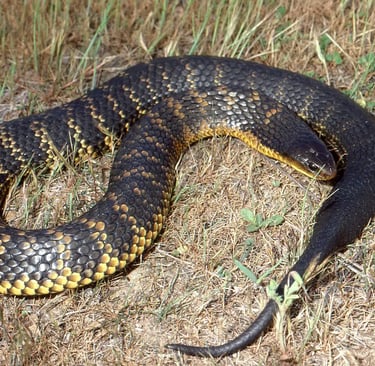 Western Australian Tiger snake 