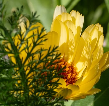 A macro photo of a bright yellow calendula flower blooming in a sunny garden with green foliage.