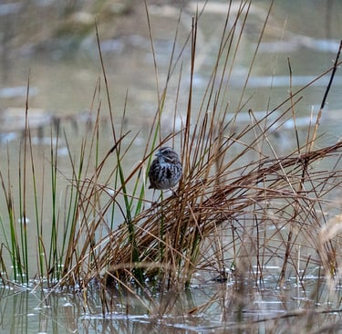 a bird sitting on top of a pile of reeds