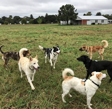 A group of six diverse dogs playing together in a grassy field with a farmhouse in the background.
