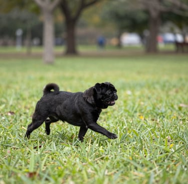 a dog standing on grass