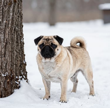 a brown pug standing in the snow next to a tree