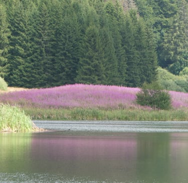Lac de l'Embouteilleux Jura 39