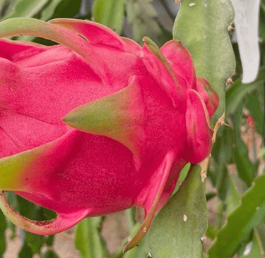 Arranca el Grupo Operativo Pitamed