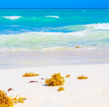 a dominican beach with a bunch of seaweed on the shore