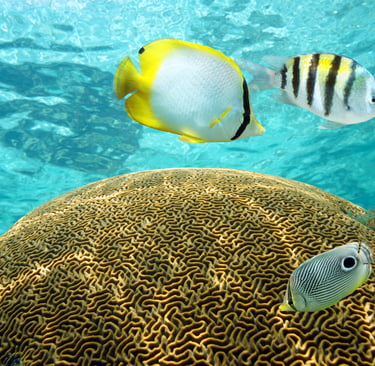 Colorful tropical fish swimming over brain coral while snorkeling at Catalina Island.