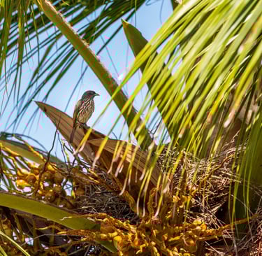palmchat bird in the dominican republic