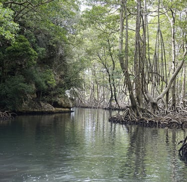 mangrove in los haitises