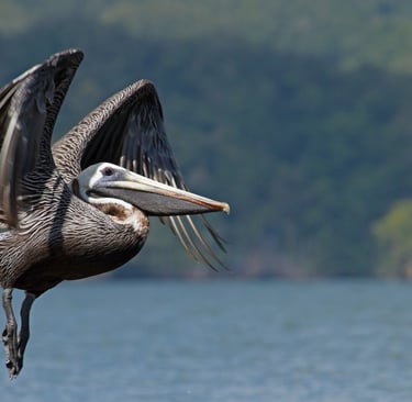 pelican los haitises