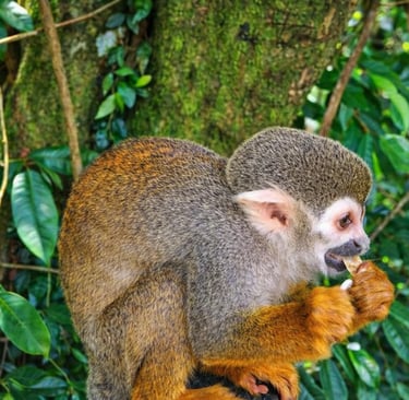 Squirrel monkey eating in tropical forest at Monkeyland Dominican Republic