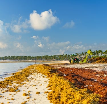Tractor cleaning sargassum seaweed from the beach in Punta Cana Dominican Republic