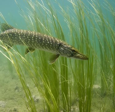 pike in the grass