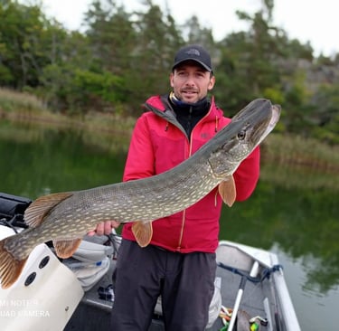 Ein Fischer ist auf einem Boot in Schweden und hält einen großen Hecht in der Hand. da ist Schilf.