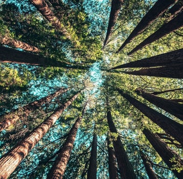 trees in monterey california