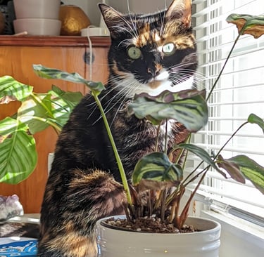 a cat sitting on a table with a potted plant