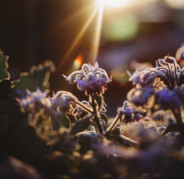 a flower in the sun with the sun shining through the flowers