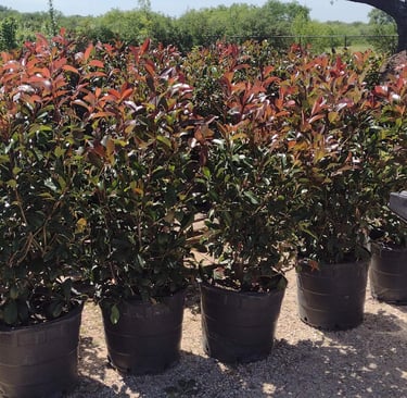 A row of red tip shrubs with pick up truck 