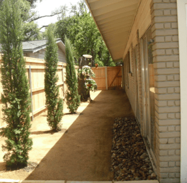 Italian Cypress Trees in the yard 