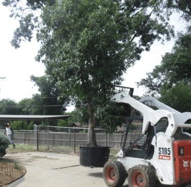 Large Tree installation 