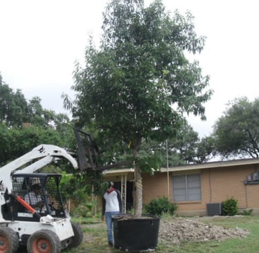 Alamo City Tree Installation 