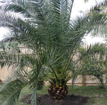 Palm Tree Fan 