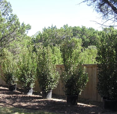 Red Tip Shrubs 