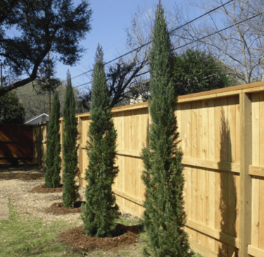 Italian Cypress in the sun 