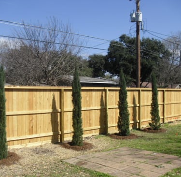 Italian Cypress In backyard
