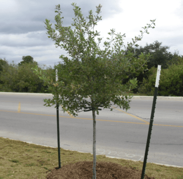 Lacey Oak Installation 