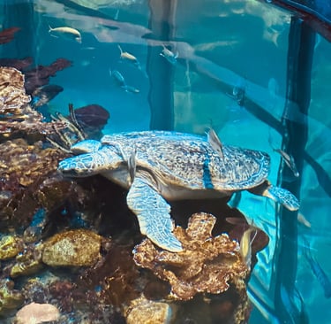 Myrtle the Green Sea Turtle at the New England Aquarium