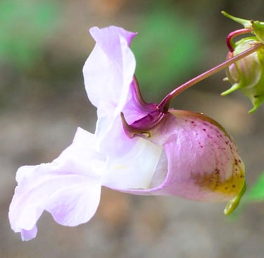 Flor Impatiens, para a impaciência, estresse e irritabilidade